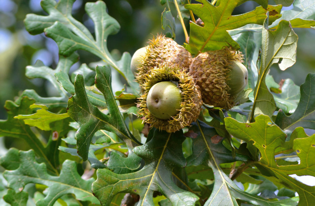 Burr Oak - Bilan Tree Farm & Nursery