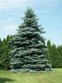 Colorado Spruce - Bilan Tree Farm & Nursery