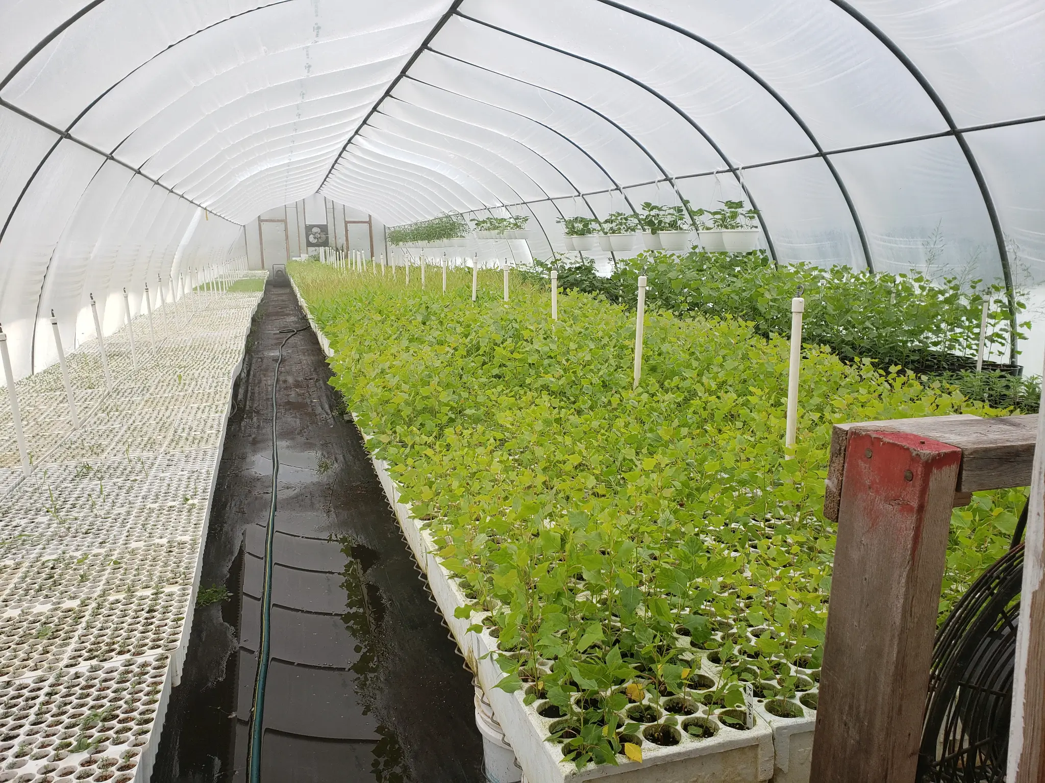 Inside our greenhouse in early spring at Bilan Tree Farm & Nursery