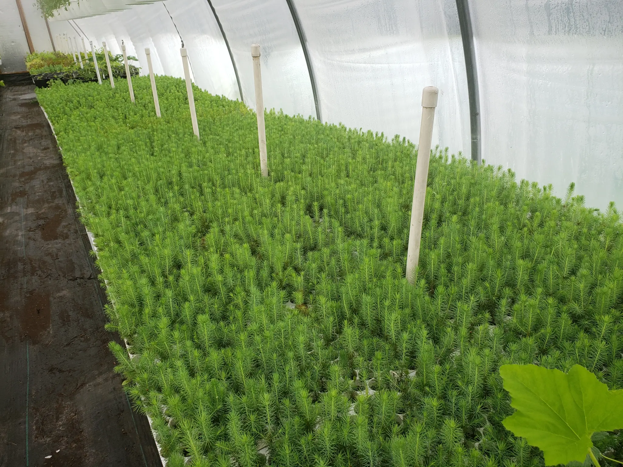 Conifer seedlings including Black Hills Spruce and Colorado Spruce
