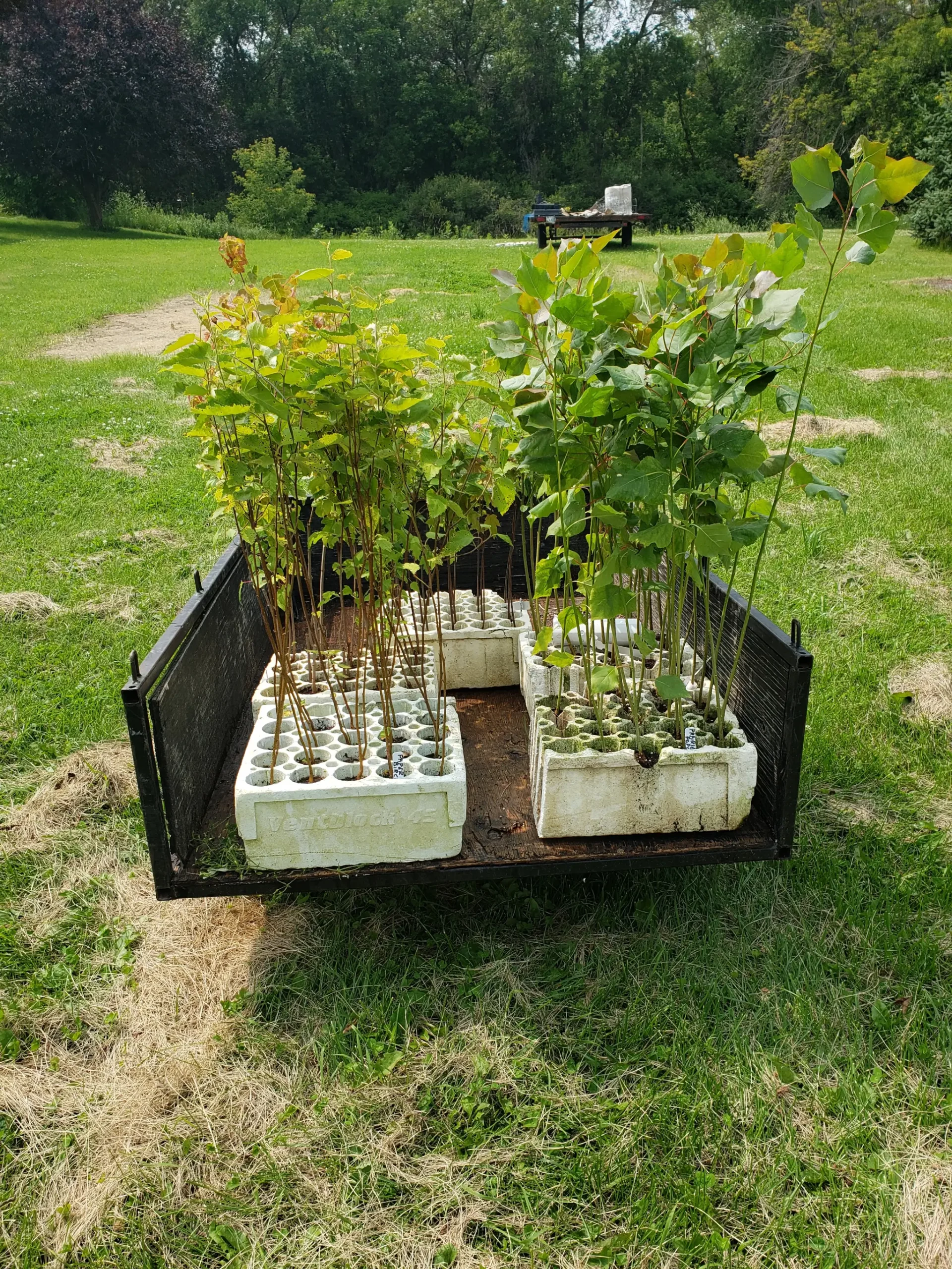 Deciduous tree seedlings including Manitoba Maple and Paper Birch