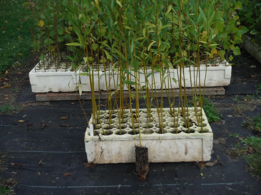Acute Leaf Willow