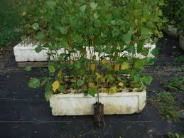 Assiniboine Poplar
