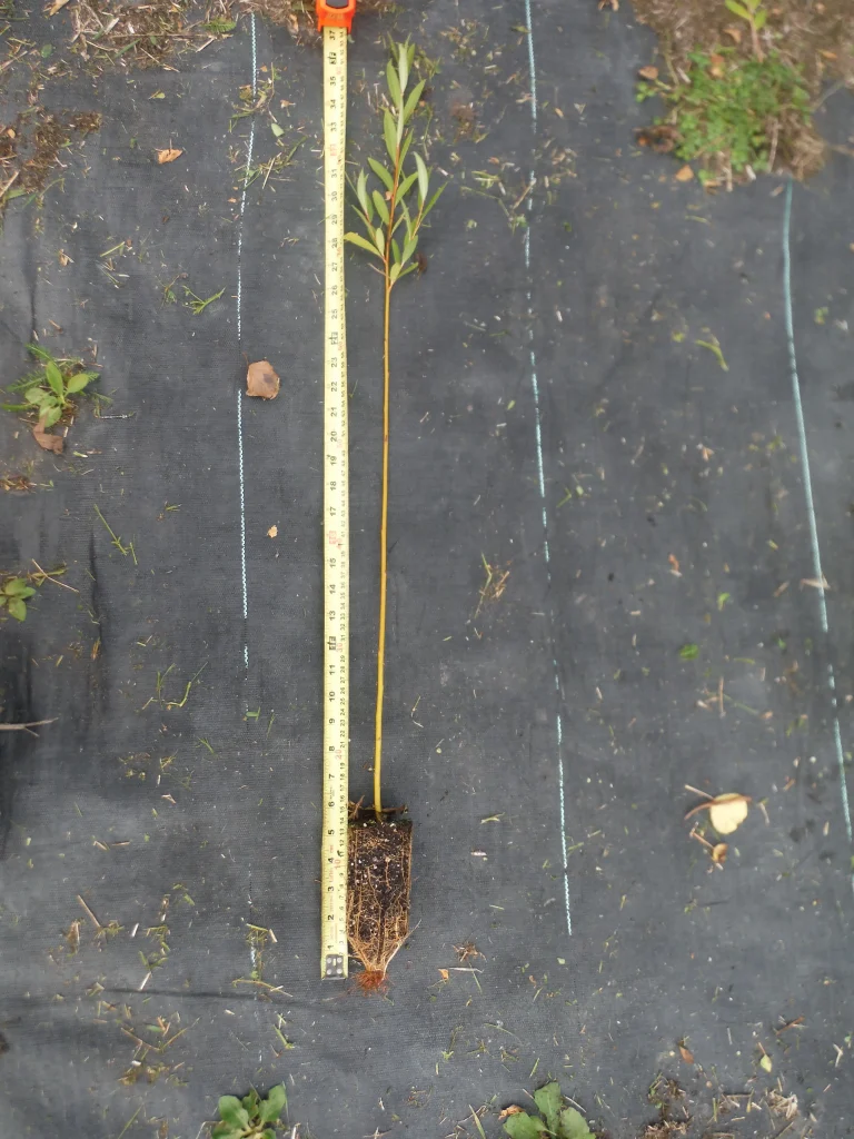 Laurel Leaf Willow
