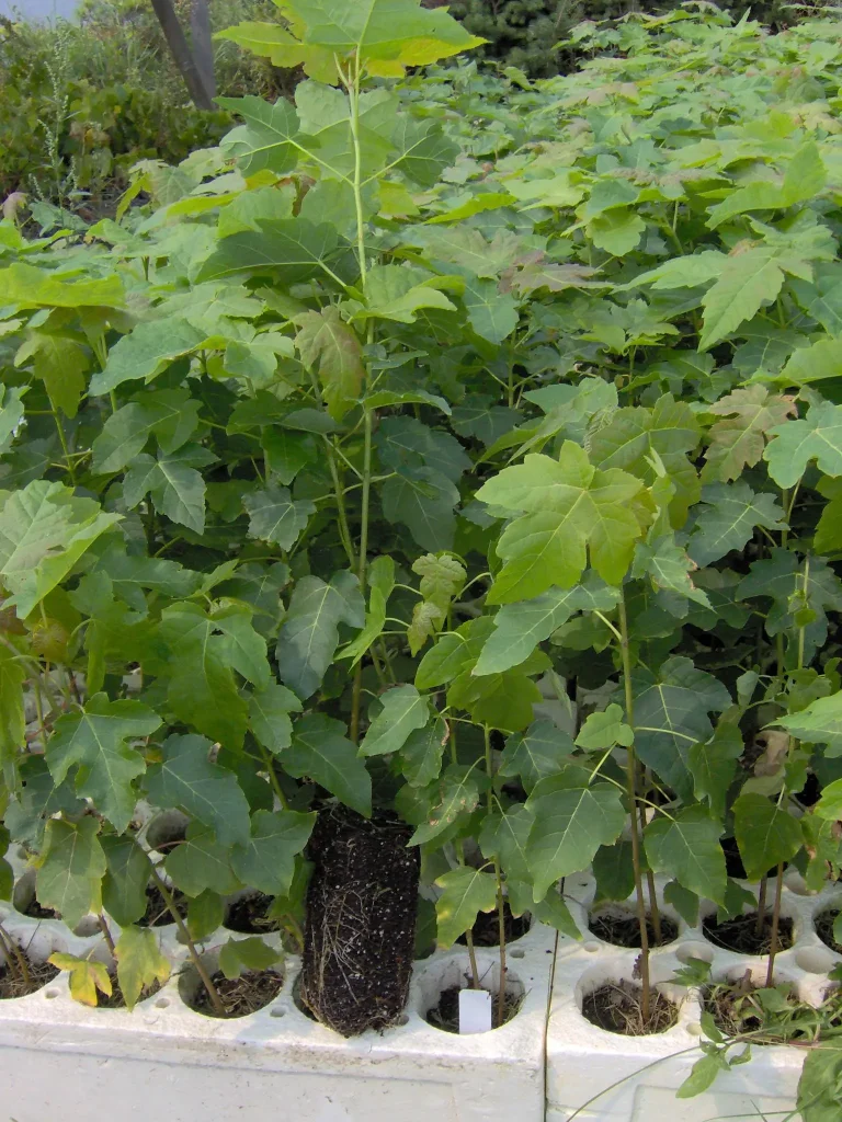 Silver Maple